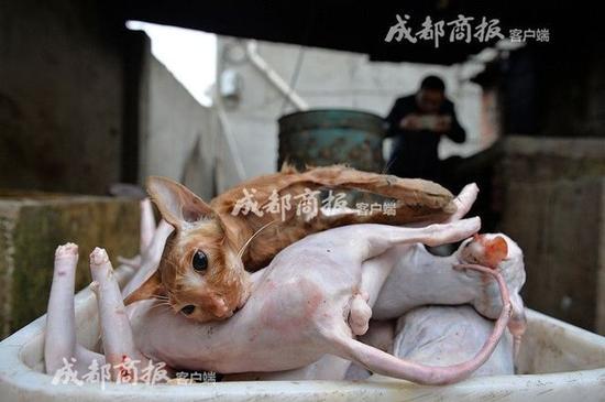 残忍!男子伪装爱猫人 每日杀猫百只当兔肉卖