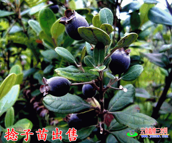 捻子苗价格捻子苗多少钱一棵