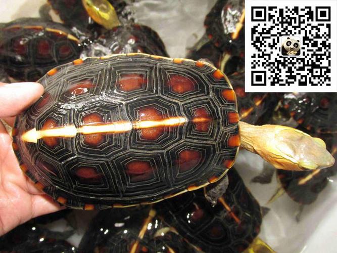 黄缘闭壳龟\断板龟\金
