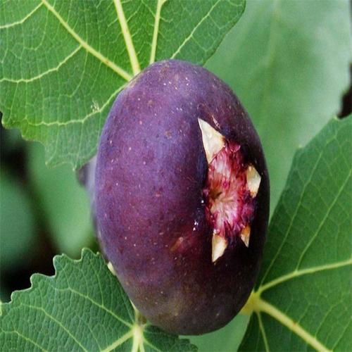 中国紫果无花果品种介绍中国紫果无花果树苗哪里卖的多