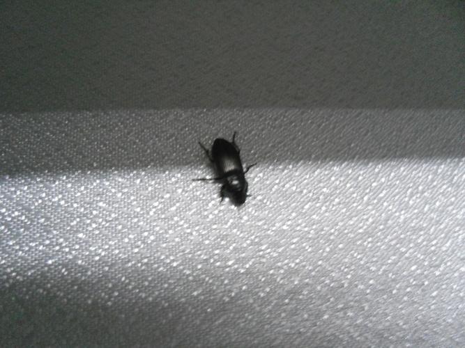 怎么治它们啊?我办公室今晚上出现了大量的这种小虫子,太恐怖了!