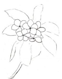 一束鸡蛋花简笔画