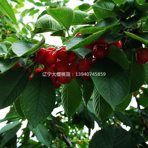 辽宁美早大樱桃苗 俄罗斯8号大樱桃树苗包成活率