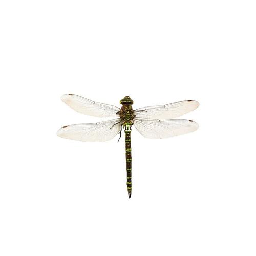 蜻蜓dragonfly 头像背景_蜻蜓怎么样_素材_素材其他
