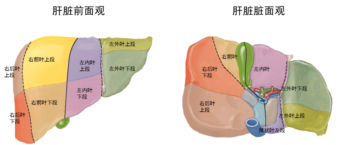 肝段2以正中裂为界将肝分成左,右两叶:右叶以右叶间裂分为右前叶和右