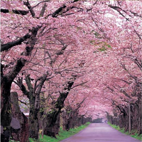 【四年苗】樱花树苗日本晚樱南方北方种植盆栽地栽四