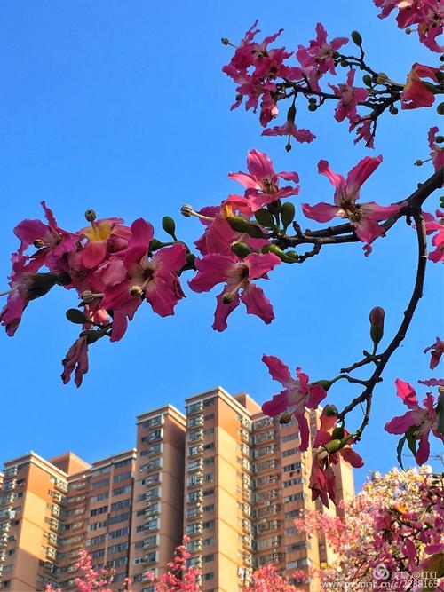 华师情～～紫荆花pk异木棉
