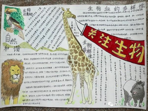 【健坤潇湘】"生命的音符"手抄报活动(生物组)