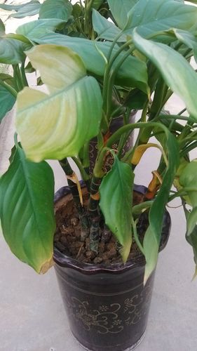 我家的万年青叶子发黄怎么办?