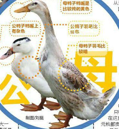 兄弟养鸭创业被骗 40天的母鸭变公鸭