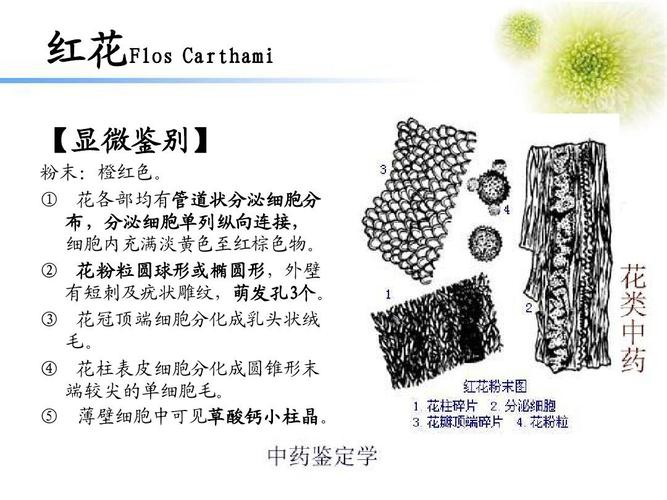 中药鉴定花类药材的鉴定ppt  红花flos carthami 【显微鉴别】 粉末