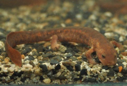 黑斑肥螈 pachytriton brevipes