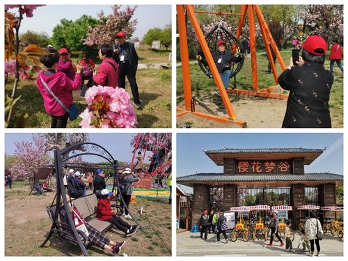 八百多名成都游客在平舆县蓝天芝麻小镇景区开启踏春休闲之旅