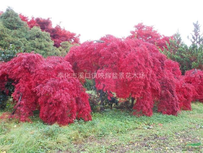 日本进口羽毛枫 数量多 造型美 供您选购均属一手苗自己亲自去日本