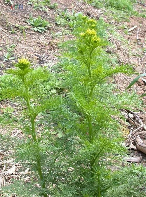 农村俗称的麦蒿是一种什么样的植物