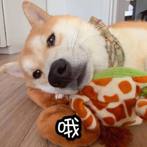 汪星人表情包第8期 | 孤独寂寞狗在线求撩!_狗狗