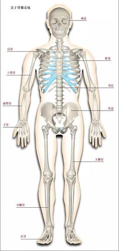 收藏:人体骨骼系统全套,都在这里了!