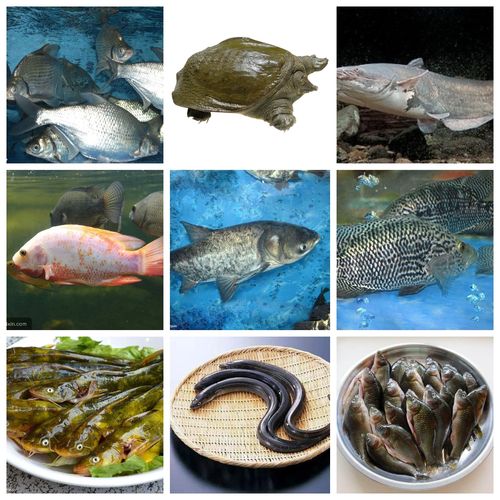 河源万绿湖河鲜,口感清甜少刺