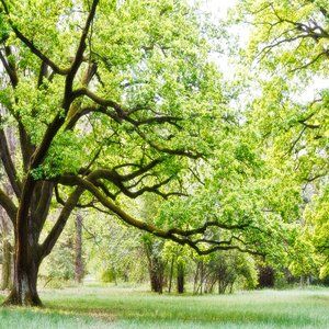 3d田园墙纸大树图片