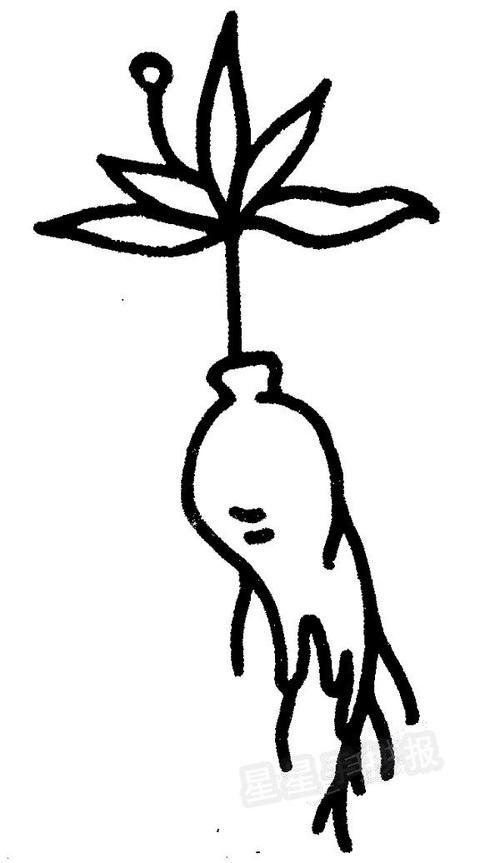 人参简笔画怎么画-儿童简笔画大全