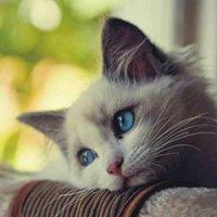 伤心猫咪图片大全可爱头像【点击鼠标右键下载】