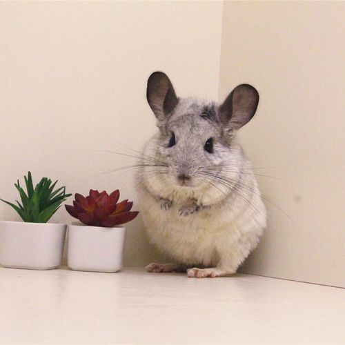 贝斯喵广州实体店银斑龙猫妹妹宠物龙猫活体幼崽宝宝