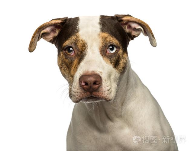 看着相机,墙上眼睛的杂种狗的特写镜头是