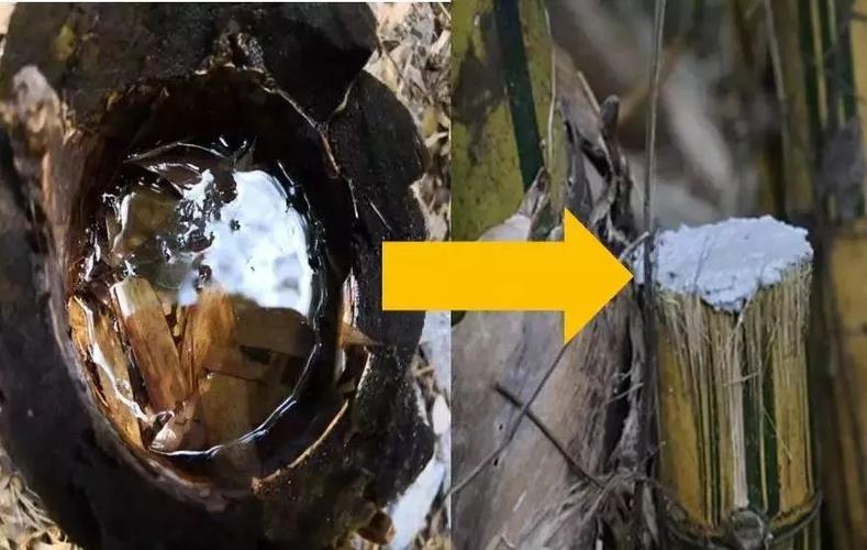 【卫生保健】 我们齐动手端掉"蚊子窝",莫让登革热进校园!