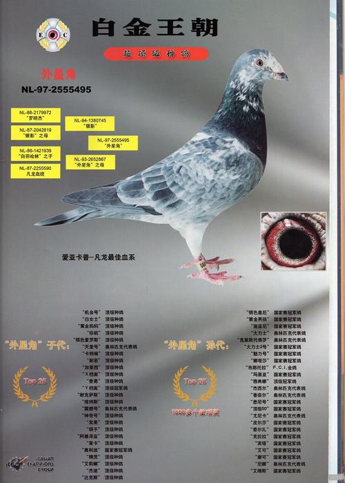 银色影子凡龙