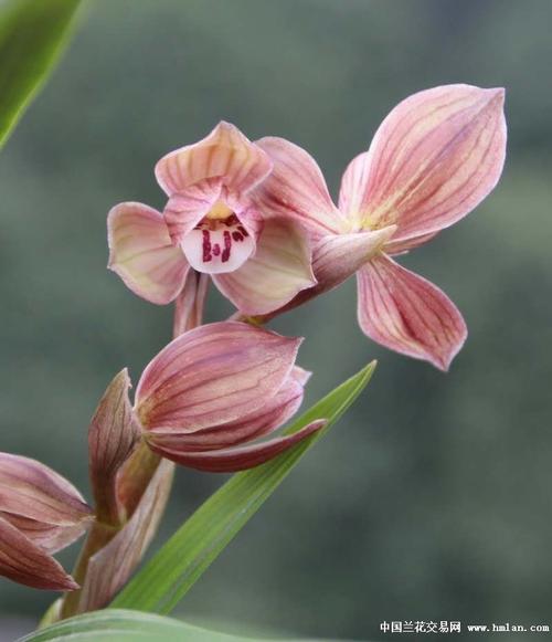 所有分类 学林荷 4苗带芽  学林荷 , 春剑铭品 ,由四川都江堰李学林