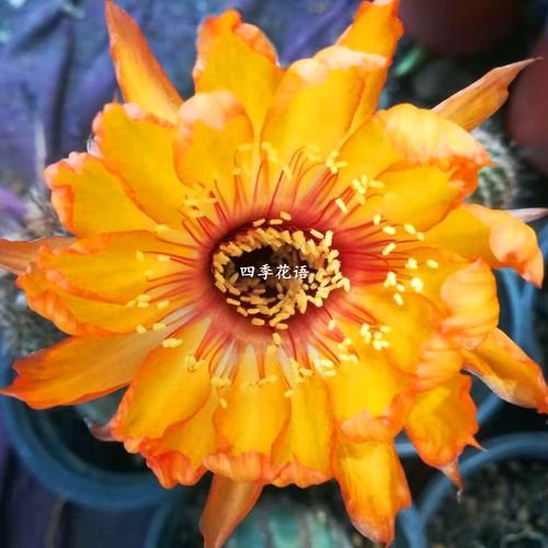 四季花语 丽花属 丽花风火轮仙人球 开大花 容易开花丽花仙人球