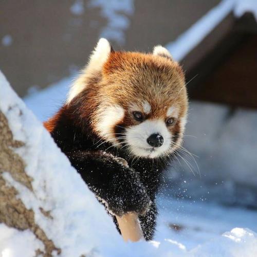 还有没有小熊猫的图了