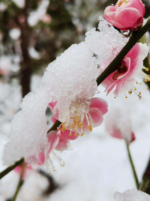 红梅迎春来,雪压枝头弯.