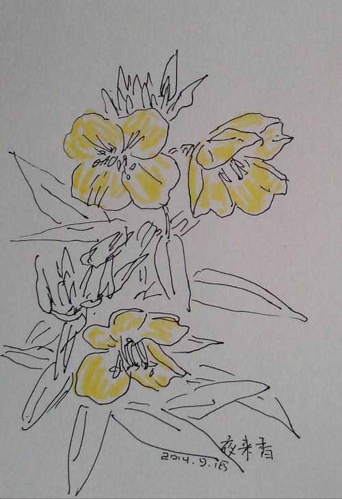 简笔画夜来香怎么画