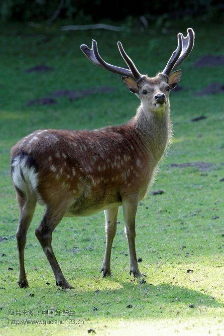 梅花鹿和马鹿怎么区别?梅花鹿和马鹿多少钱一只?