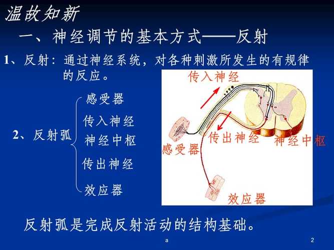 神经冲动的传导.ppt