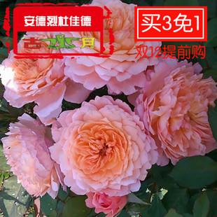 盆栽 四季开花适于盆栽庭院阳台顶楼 安德烈大花月季攀援花卉