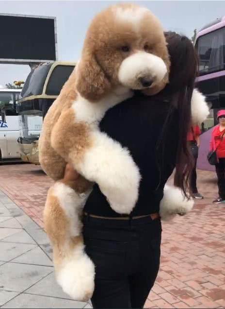 泰迪价格的重要因素,一般来说,市场上血统越纯,价格就会越高,这个价位