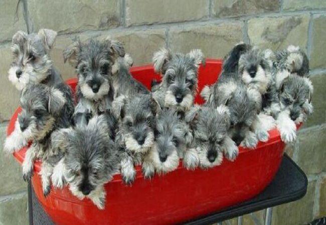 雪纳瑞犬幼犬-特价促销-优惠券领取-价格|多少钱|什么