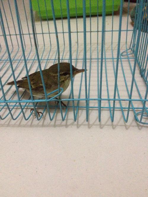 有认识鸟的师傅吗,样子像麻雀但嘴巴细长的,腿也细长