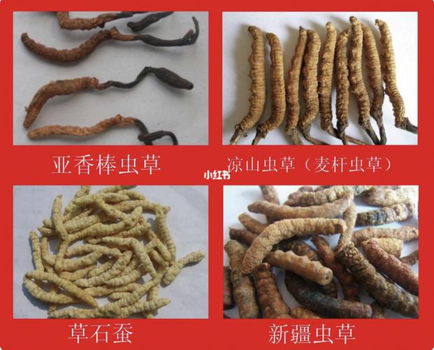 市面上常见的假虫草_虫草_冬虫夏草_红棕色_面具_销售_时尚_配饰