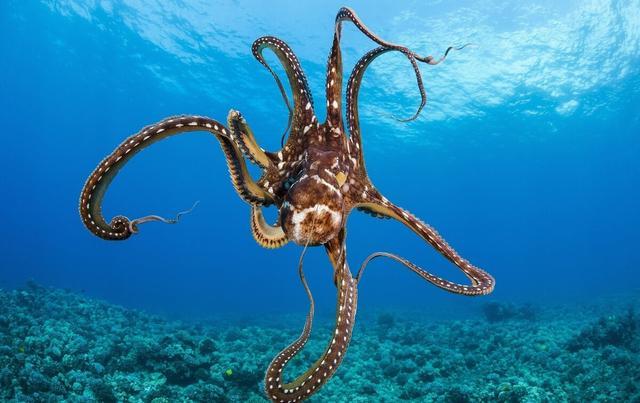 生物学家:八条触腕能