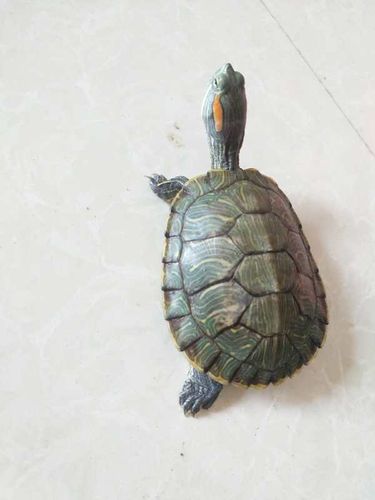 拟人化的写法表现小乌龟对这个世界充满了好奇和疑惑,情趣盎然.