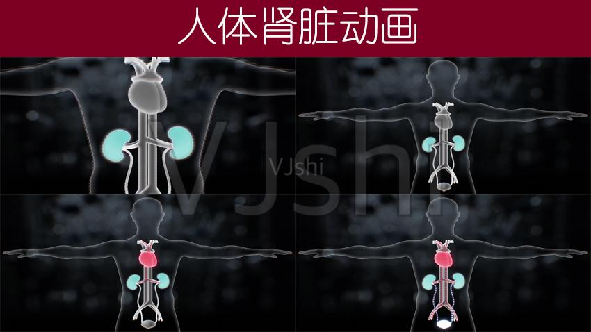 人体肾脏动画