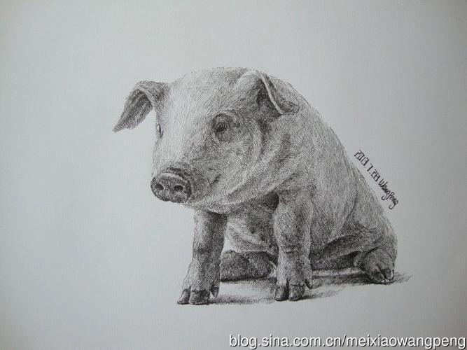 美术素描画可爱的小猪几幅素描小猪 ,供参考.