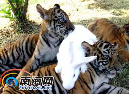 向老虎和兔子学习和谐
