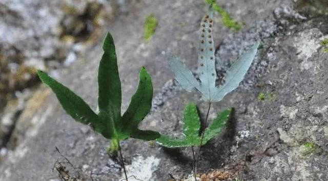 告诉家乡人,此为"金鸡脚",别当杂草,目前132元一斤