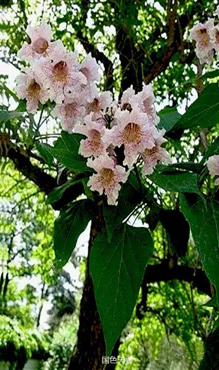 楸树是怎样的树种,有什么用途?