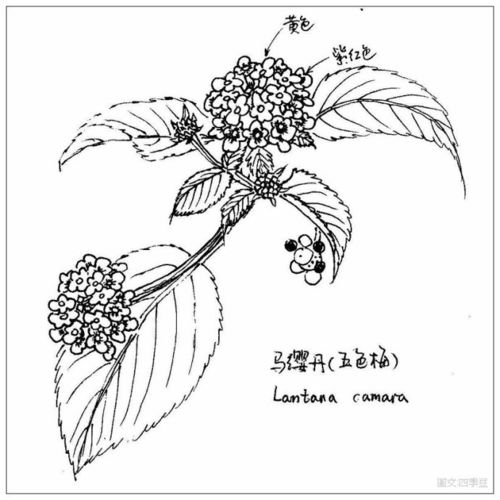 漂亮的五色梅,中心未开的橙色,中间一圈开放的小花黄色,外面一圈