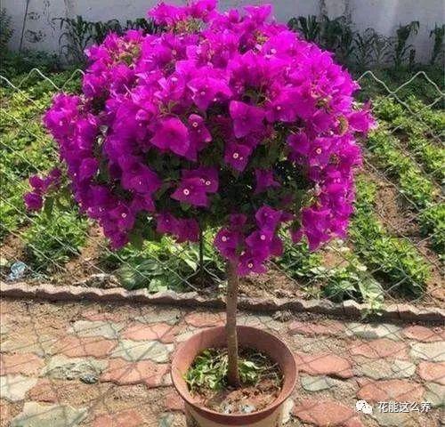 保证花量提高花香,新手这样给"三角梅盆景"控水施肥?